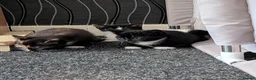 Mixed Breed cats for sale: Kittens for sale in Glasgow - Advert 11