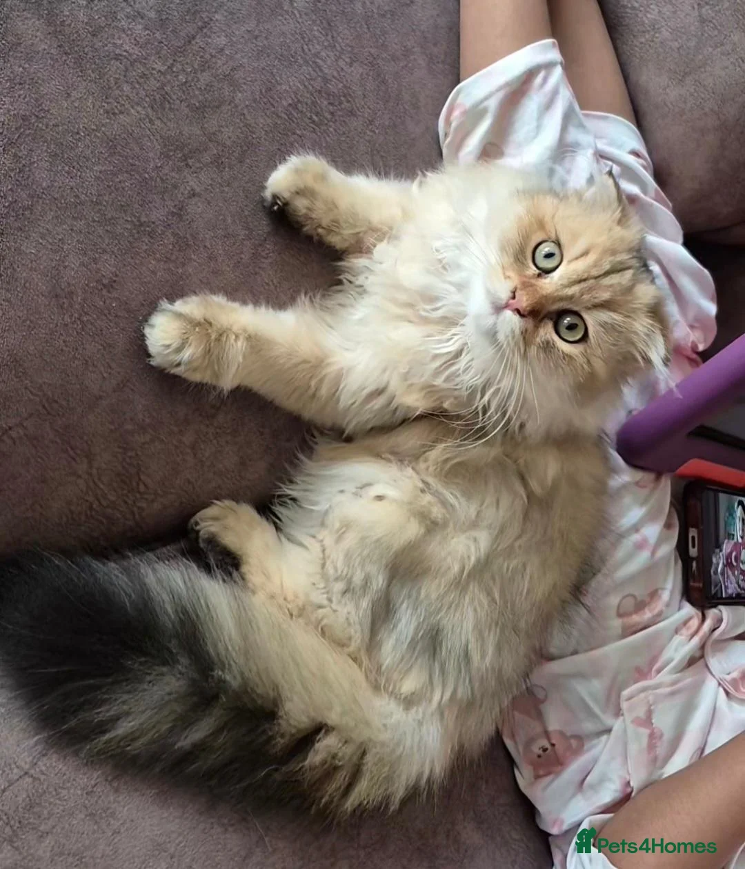 Scottish Fold cats for sale: Stunning scottish fold male kitten - Advert 2