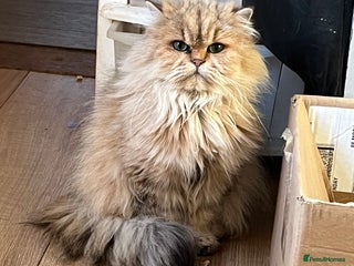 British Longhair cats Gorgeous Gccf female British Longhairs - Advert 9