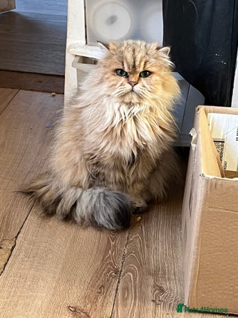 British Longhair cats Gorgeous Gccf female British Longhairs - Advert 3