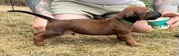 Rhodesian Ridgeback dogs for sale: Rhodesian Ridgeback Puppies born 21st June 2026 - Advert 15