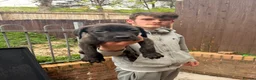 Cane Corso dogs for sale: Cane corso puppies  - Advert 9