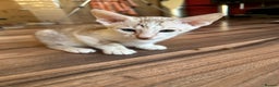 Mixed Breed cats for sale: Crossed Between Oriental short hair & White Bengal - Advert 31