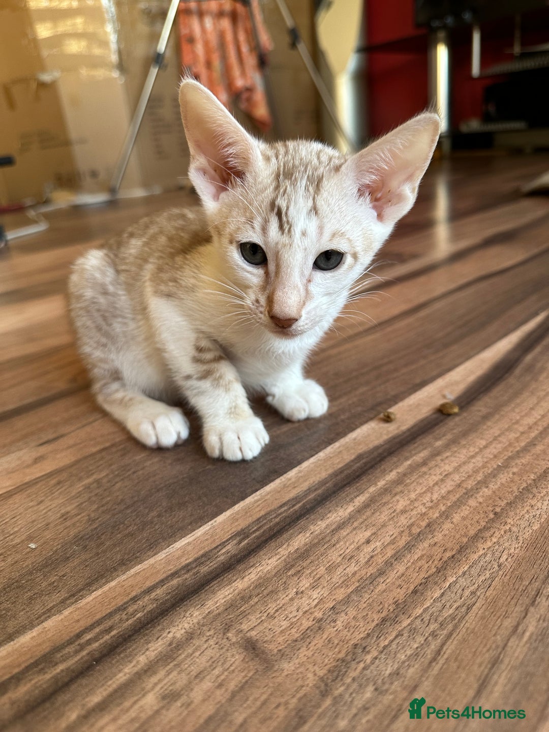 Mixed Breed cats for sale: Crossed Between Oriental short hair & White Bengal - Advert 31