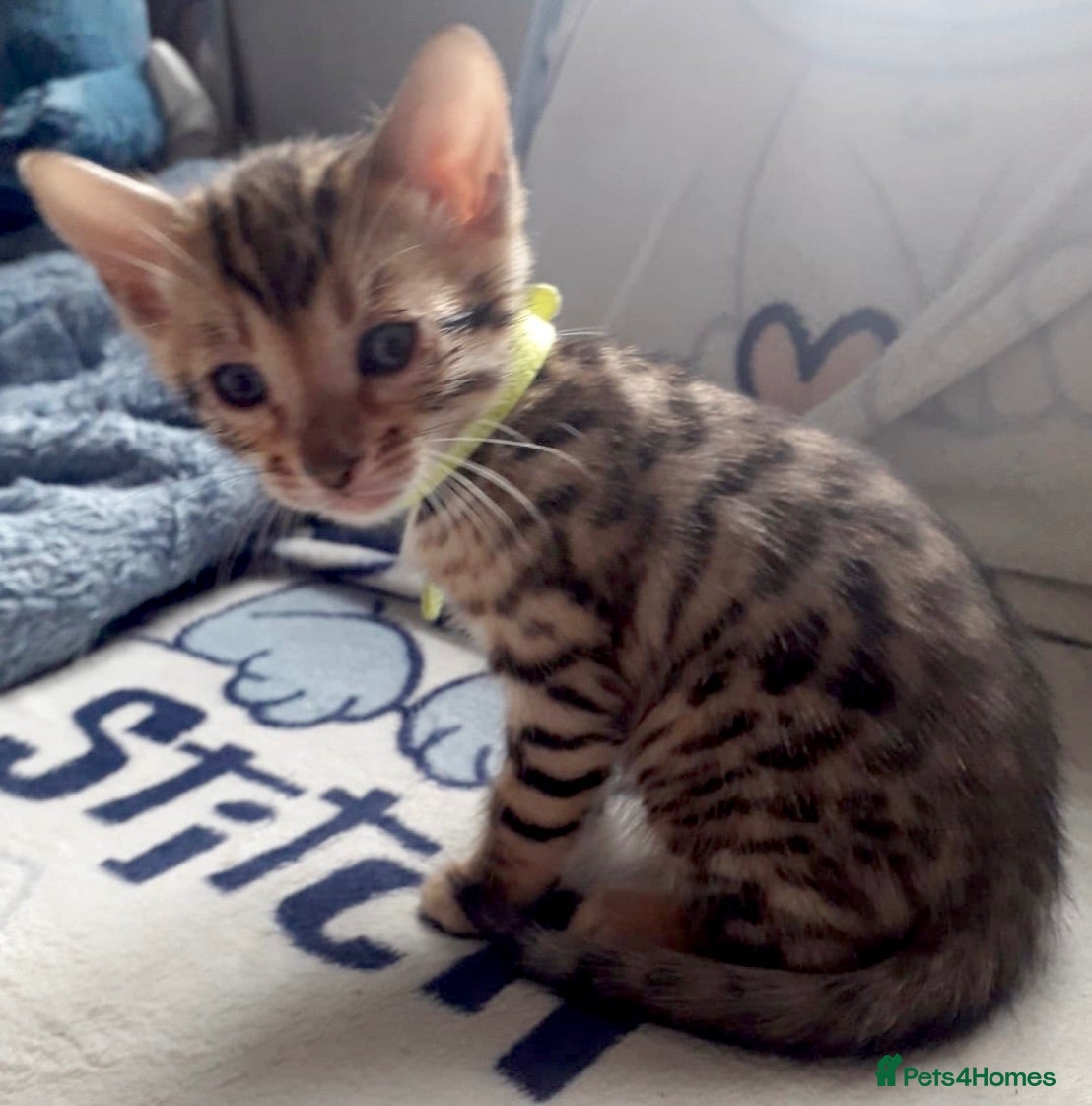 Bengal cats 2 beautiful brown kits - Advert 5