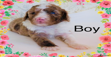 Cockapoo dogs DNA TESTED Last 2 boys READY NOW ❤️ - Advert 11