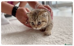 Scottish Fold cats for sale: Scottish fold kittens - Image 5