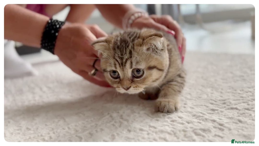 Scottish Fold cats for sale: Scottish fold kittens - Image 5
