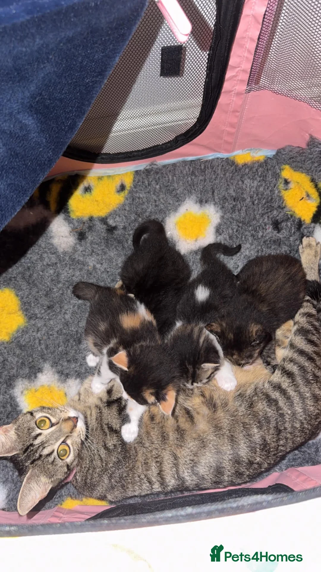 Mixed Breed cats for sale: female kittens  in Chichester - Advert 2