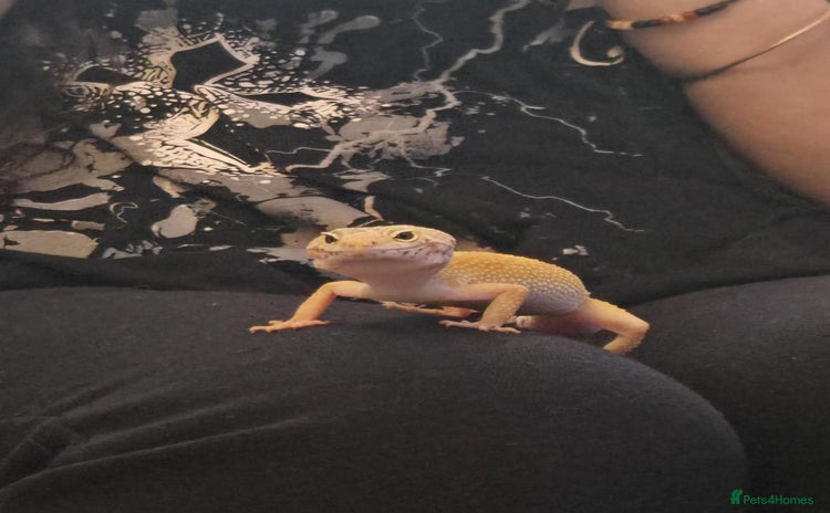 Leopard Gecko reptiles - Advert 5