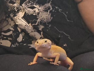 Leopard Gecko reptiles - Advert 4