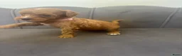 Cavapoo dogs for sale: Stunning F1 Cavapoo Pups - Advert 3