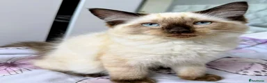 Ragdoll 1