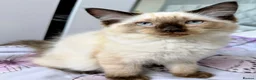 Ragdoll cats for sale: 💙 Beautiful Ragdoll Male Kittens 💙 - Advert 3