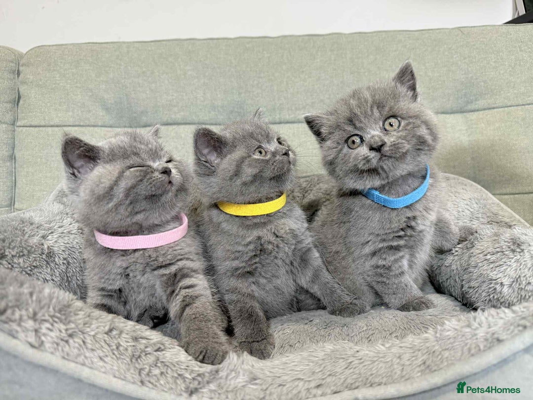 British Shorthair cats for sale: Chunky British Shorthair Blue Kittens 🐱💙 - Image 23