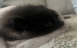 Pomeranian dogs for sale: Beautiful Pomeranians babies ready now! - Image 4