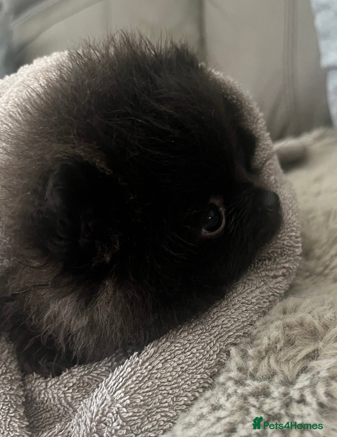 Pomeranian dogs for sale: Beautiful Pomeranians babies ready now! - Image 4