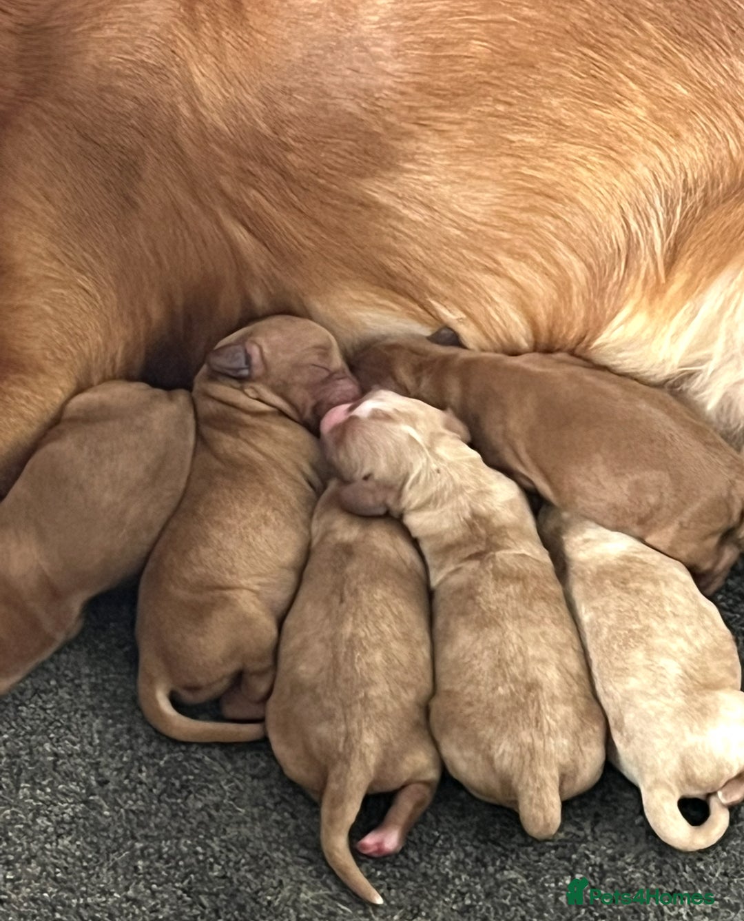 Cockapoo dogs for sale: 7 beautiful cockapoos  - Image 4