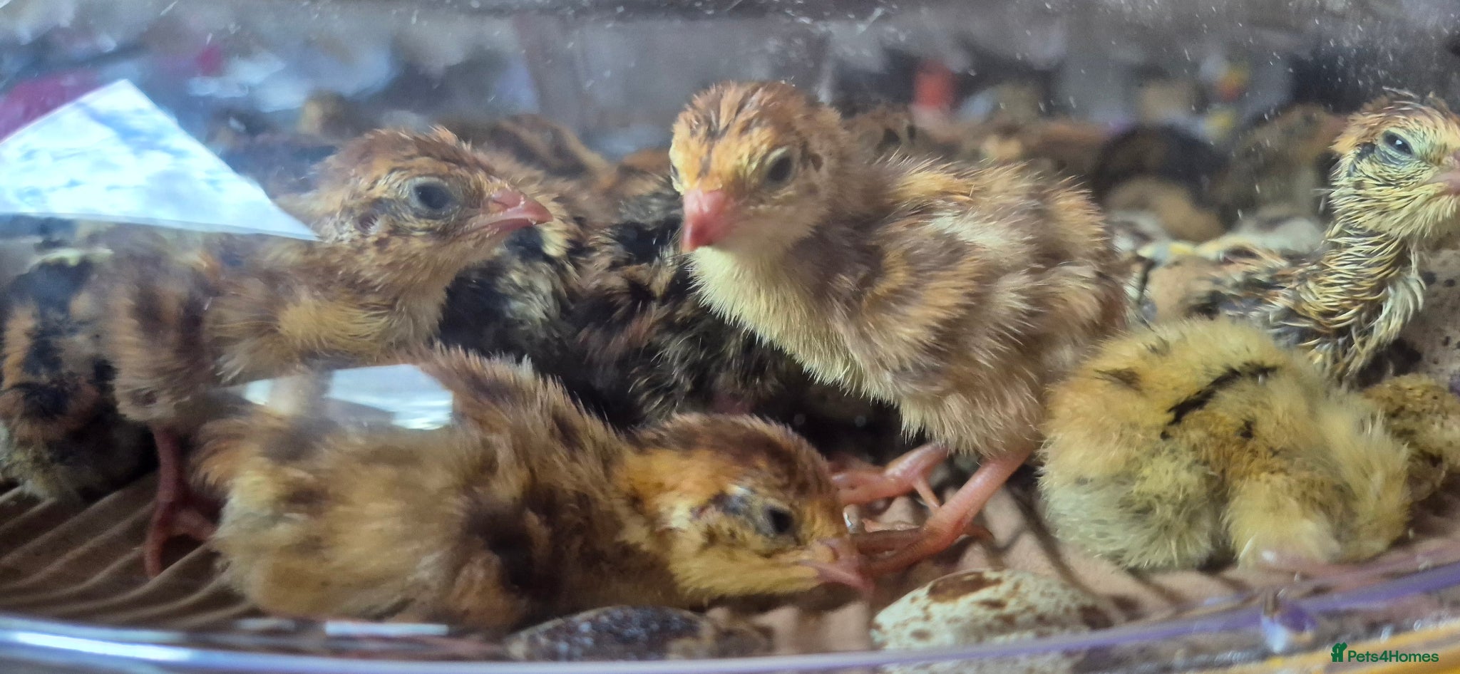 Quail poultry Coturnix Quail chicks - Advert 2
