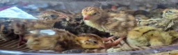 Quail poultry for sale: Coturnix Quail chicks in Corby - Advert 1