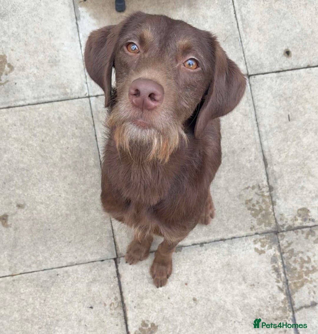 Labradoodle dogs for sale: labradoodle Male  - Image 4