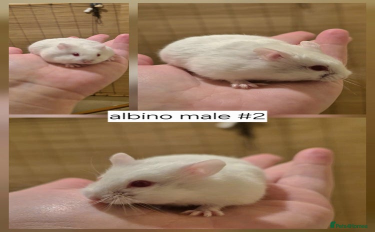 Hamster rodents - Advert 16