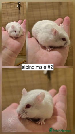 Hamster rodents - Advert 16
