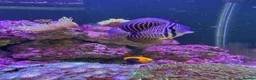 Other/Mixed Breed fish for sale: Marine fish, corals and equiptment for sale - Advert 1