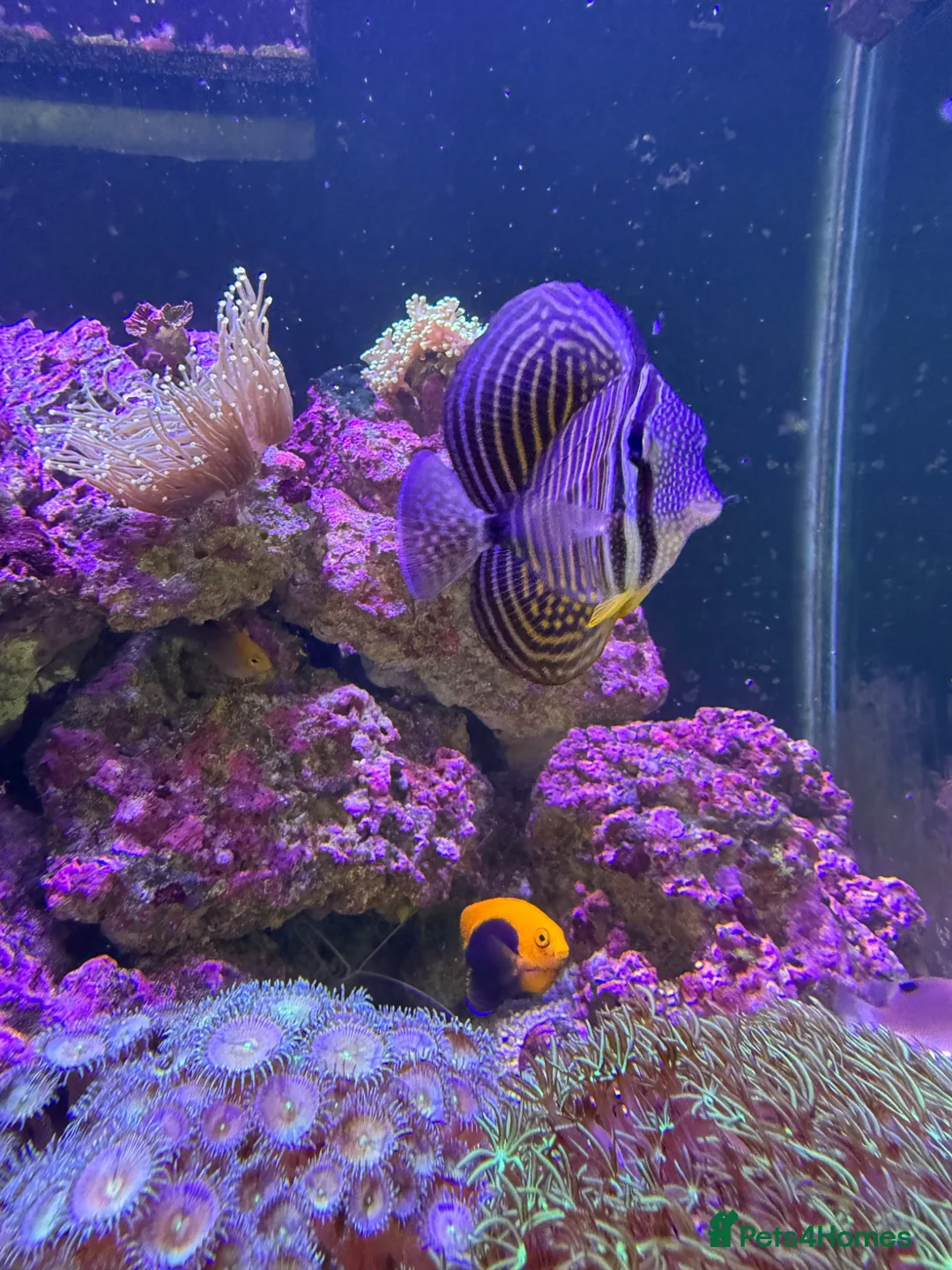 Other/Mixed Breed fish for sale: Marine fish, corals and equiptment for sale - Advert 1