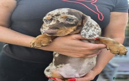Dachshund dogs for sale: Beautiful piebald and dapple dachshund puppies  - Image 12