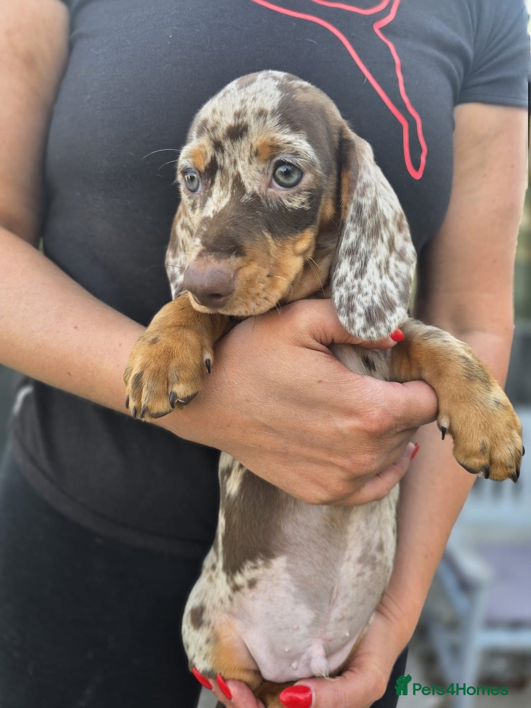 Dachshund dogs for sale: Beautiful piebald and dapple dachshund puppies  - Image 12