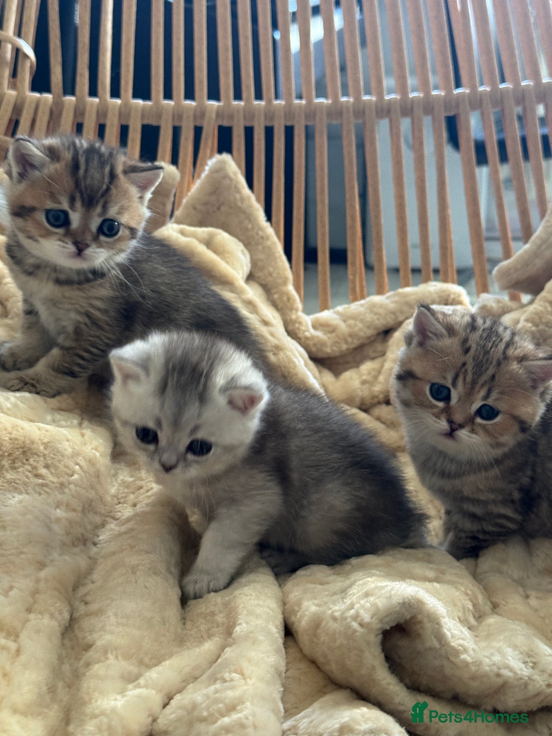 British Shorthair cats for sale: 2 Outstanding BSHLitter Chinchilla &Classic Lines) - Advert 5
