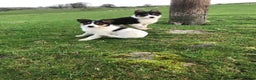 Border Collie dogs for sale: Border collie pups for sale  - Advert 2
