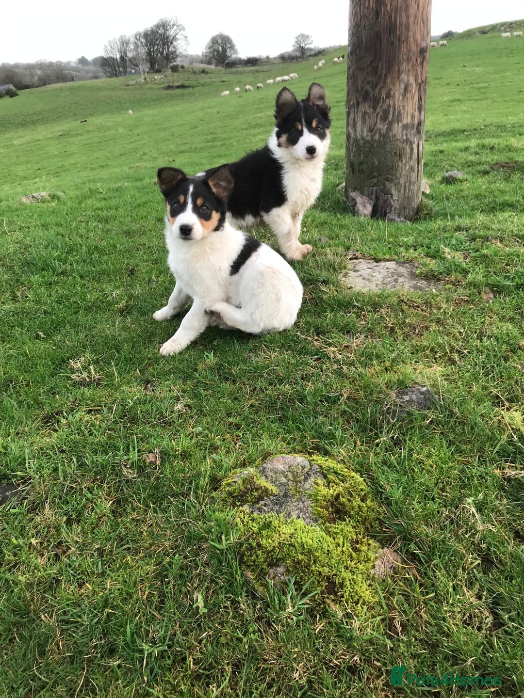 Border Collie dogs for sale: Border collie pups for sale  - Advert 2