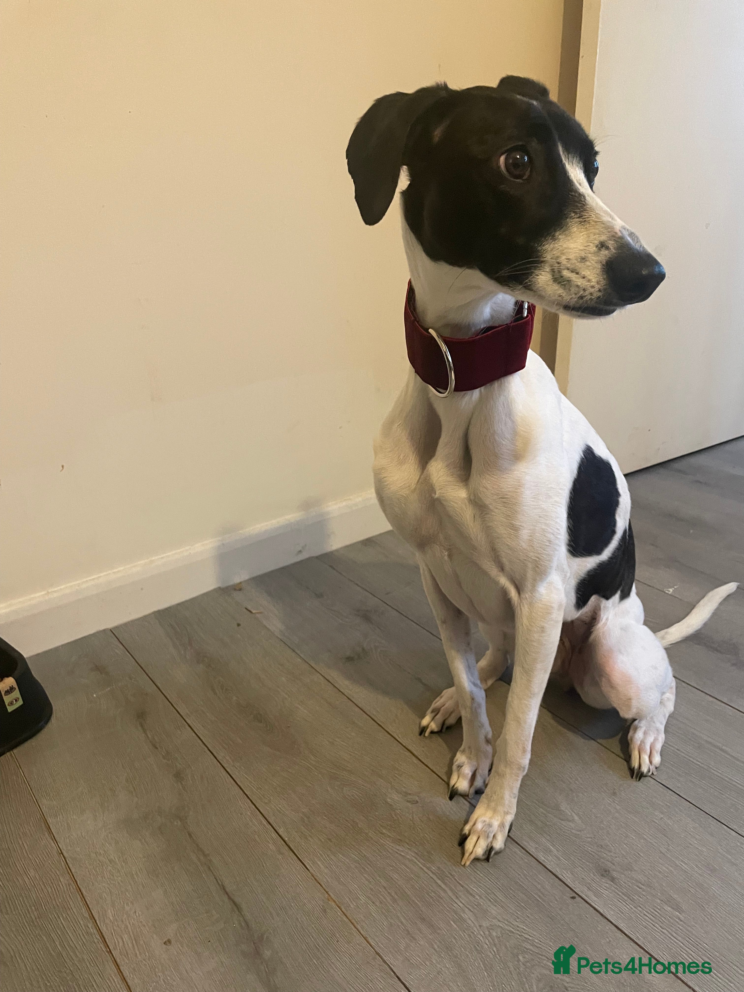 Mixed Breed dogs REHOMING  - Advert 1