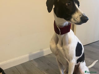 Mixed Breed dogs REHOMING - Advert 1