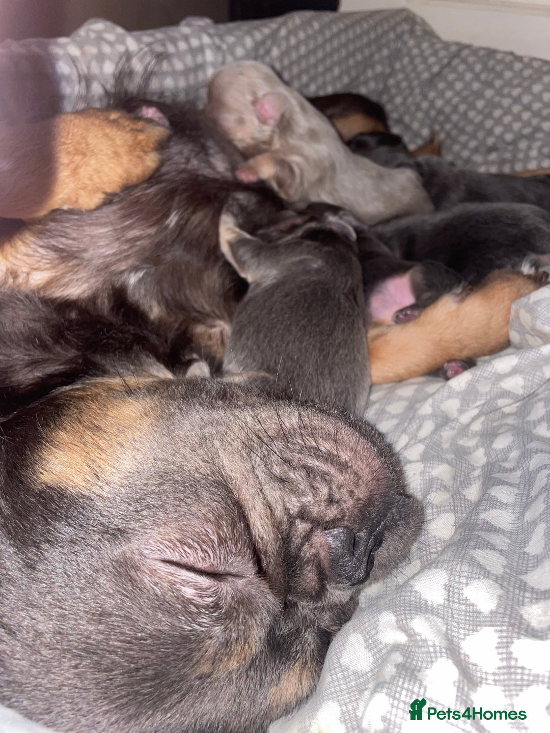 French Bulldog dogs for sale: 🩷🐶🐾6 Adorable fluffy French bulldogs 🩷🐶🐾 - Advert 8