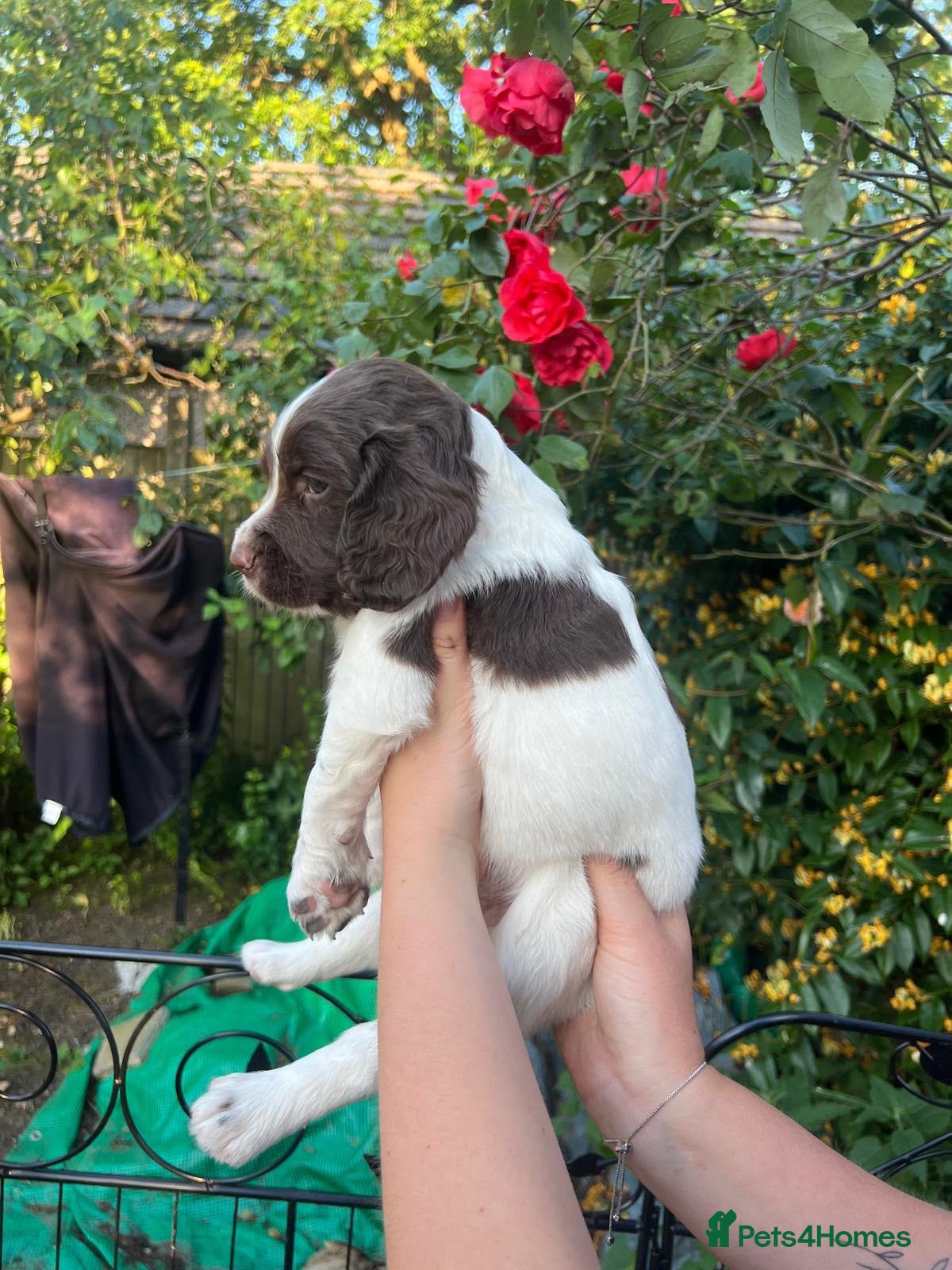 English Springer Spaniel dogs KC Reg Springer Spaniel Puppies - Horsham - Advert 2