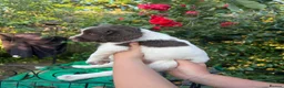 English Springer Spaniel dogs for sale: KC Reg Springer Spaniel Puppies - Horsham in Horsham - Advert 2