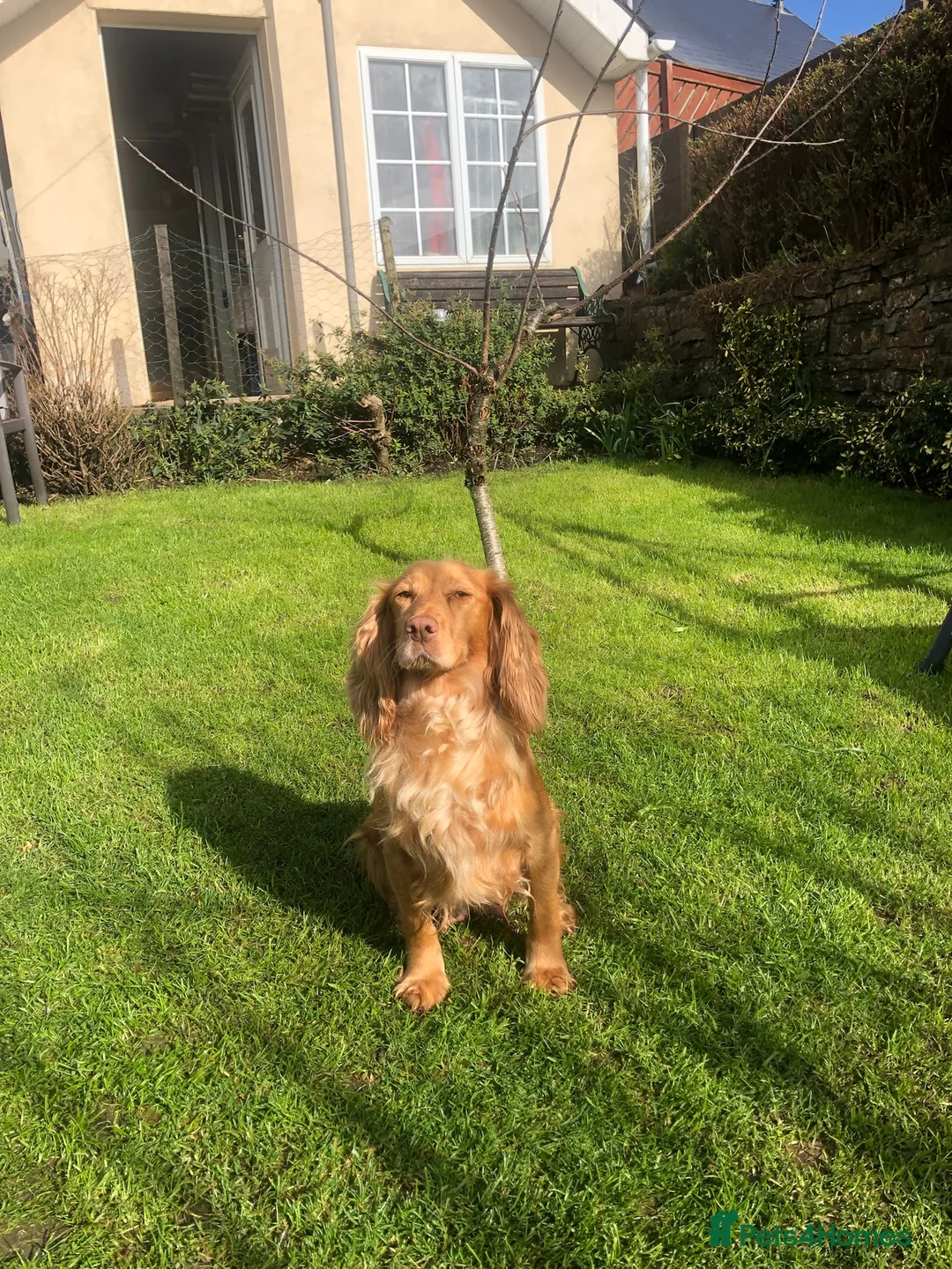 Cocker Spaniel dogs for sale: K.C.REG COCKER SPANIEL PUPPIES in Ebbw Vale - Advert 1