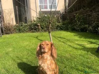 Cocker Spaniel dogs K.C.REG COCKER SPANIEL PUPPIES - Advert 8