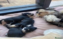 Mixed Breed dogs for sale: Miniature Schnauzer X Yorkshire Terrier - Image 6