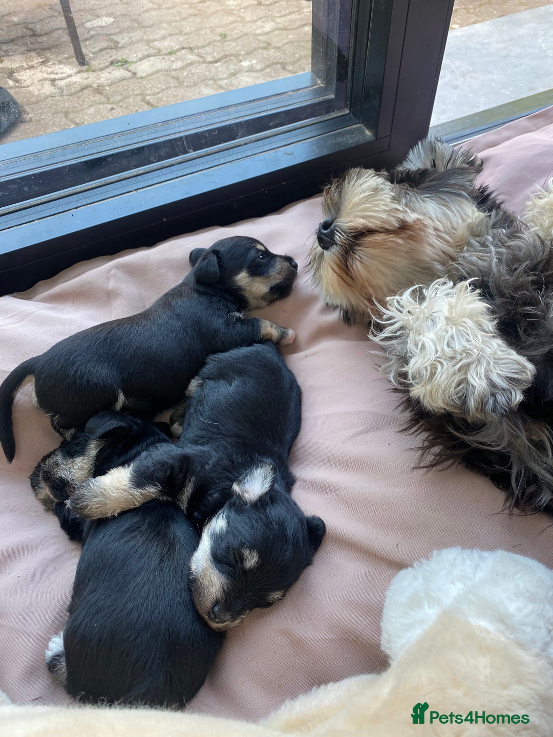 Mixed Breed dogs for sale: Miniature Schnauzer X Yorkshire Terrier - Image 6