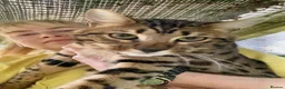 Savannah cats for sale: Proven stud and Young adult F3 female on active re - Advert 7