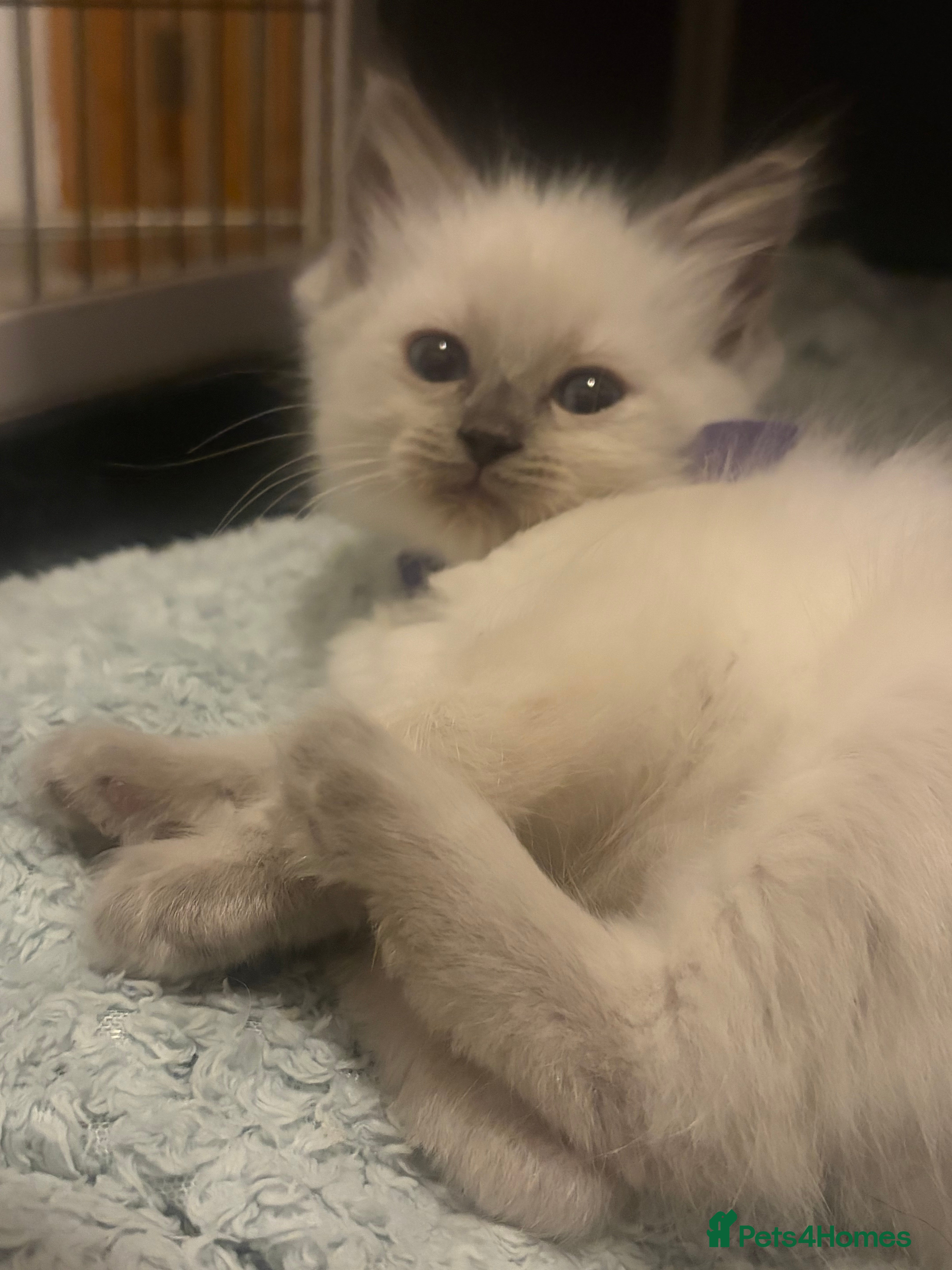 Ragdoll cats Ragdoll Kittens  - Advert 2