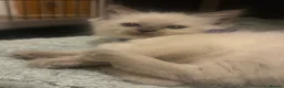 Ragdoll cats for sale: Ragdoll Kittens  - Advert 7