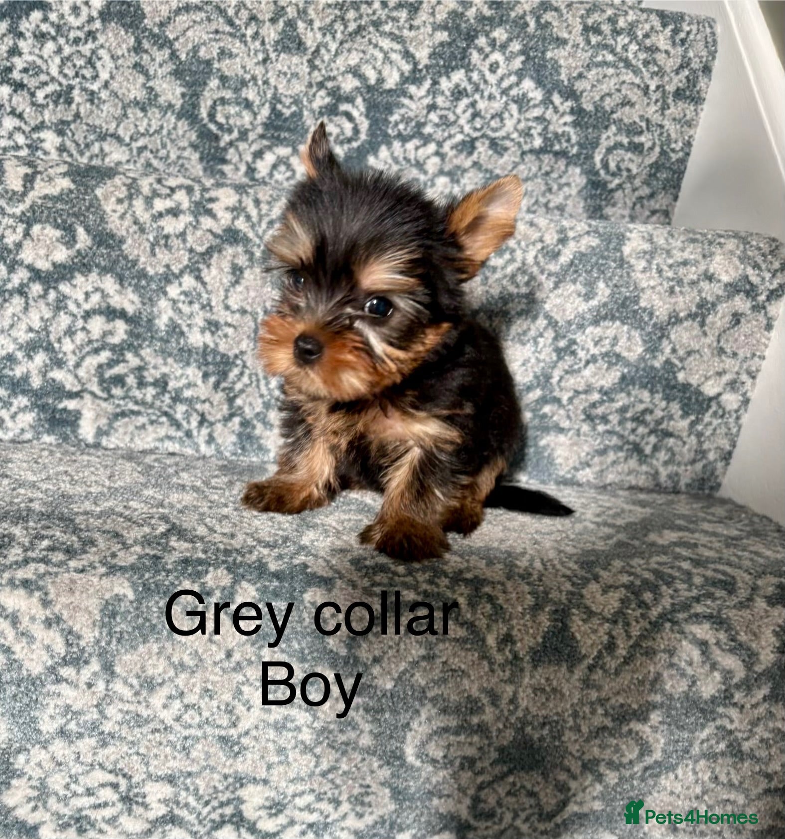 Yorkshire Terrier dogs Beautiful Yorkshire terrier puppies  - Advert 8