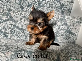 Yorkshire Terrier dogs Beautiful Yorkshire terrier puppies - Advert 8