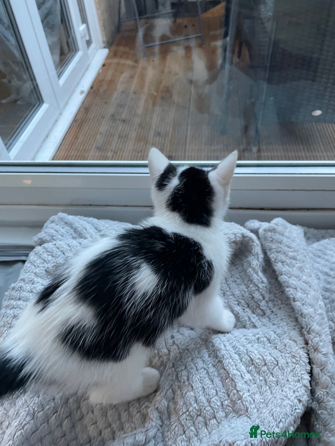 Domestic Shorthair cats for sale: 2 Male Kittens - Image 11