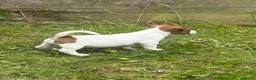 Jack Russell dogs for sale: 5 male Jack Russell puppies ready to go - Advert 16